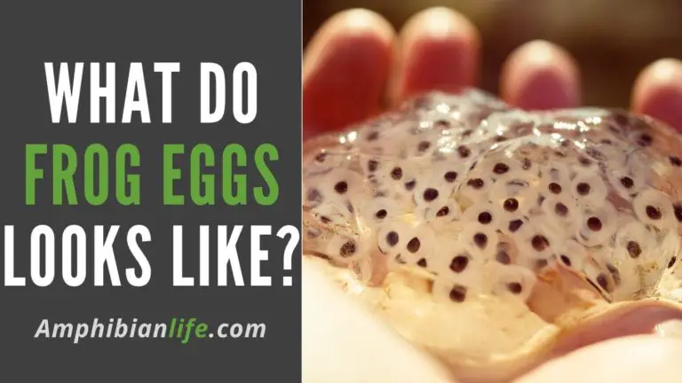 What Do Frog Eggs Look like (Where They Keep Them)?