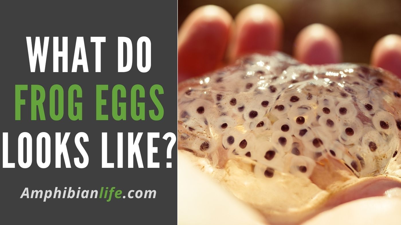 how do frog eggs looks like