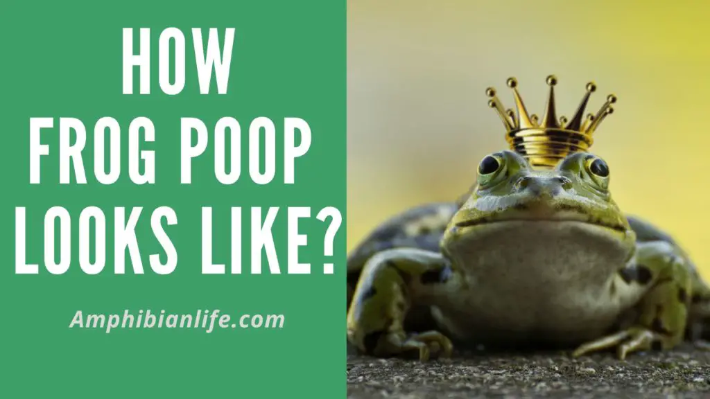 what does frog poop look like