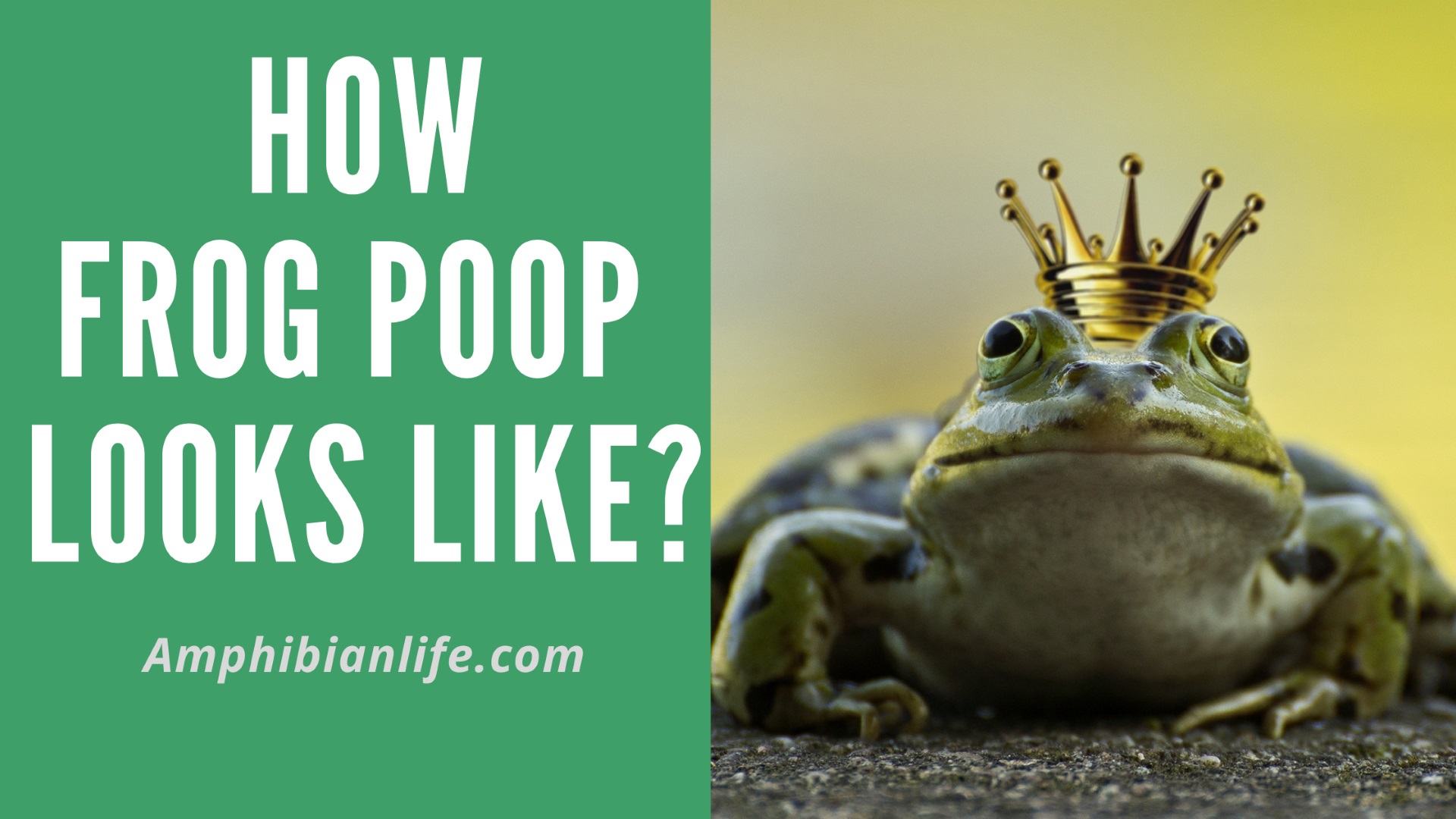 how to keep frogs from pooping on porch