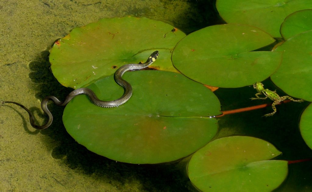 What Do Amphibians, Reptiles, Birds, And Fish Have In Common