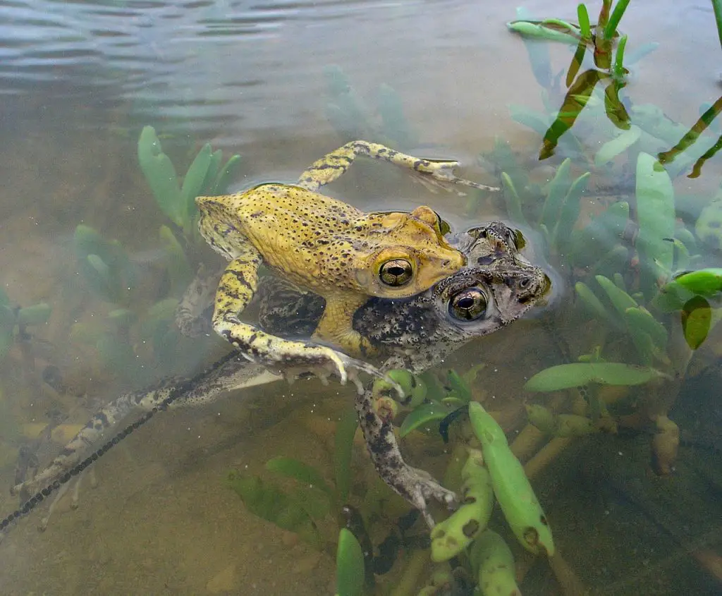 What do toads need to survive article