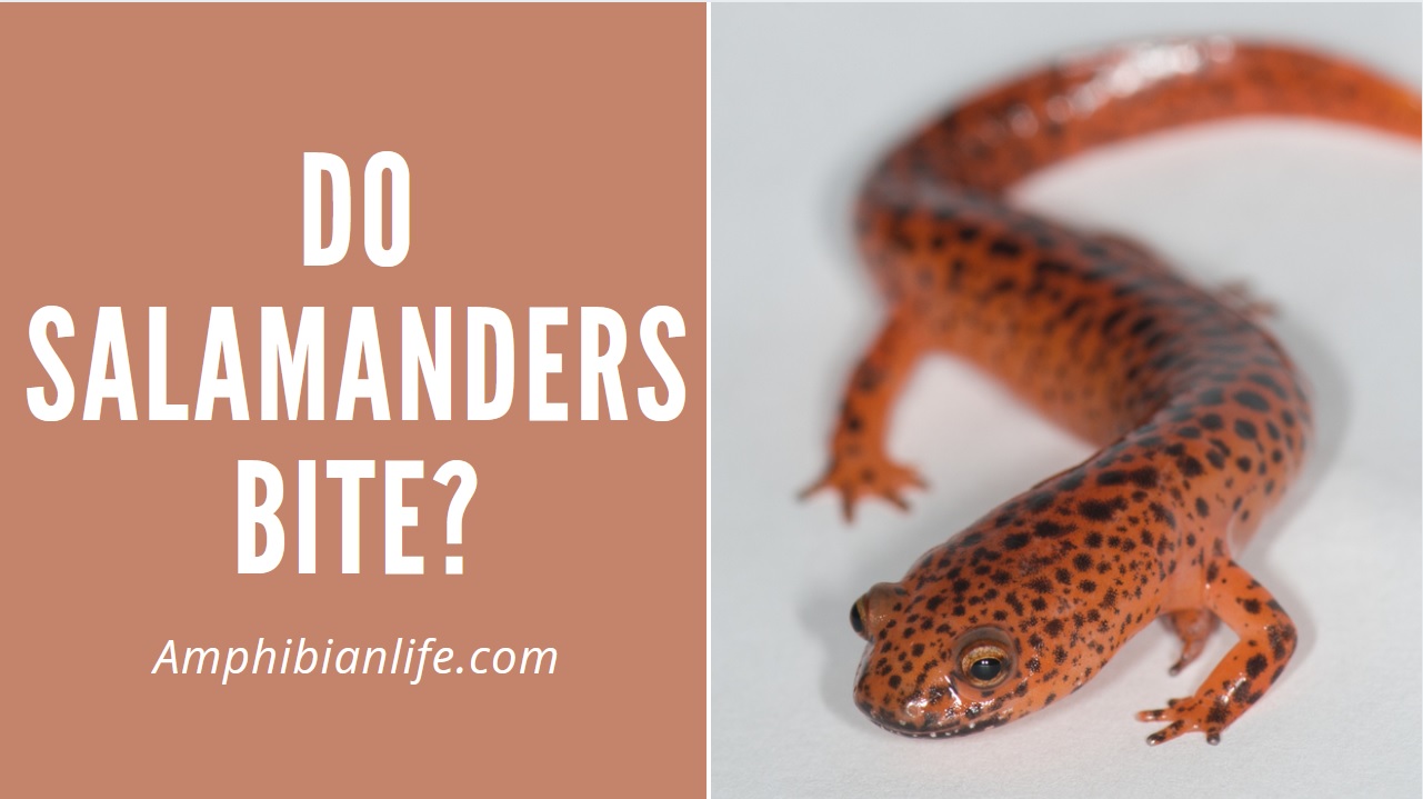 Do Salamanders Have Teeth