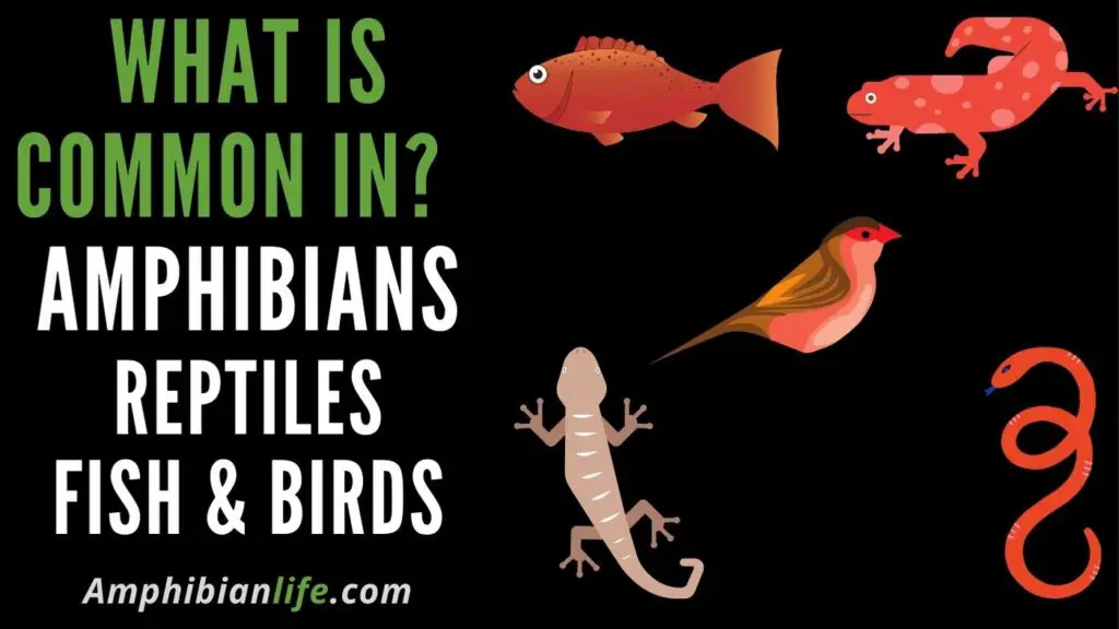 how are fish, amphibians, reptiles and birds similar