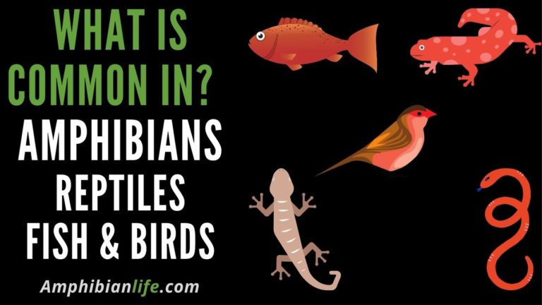 What Do Amphibians, Reptiles, Birds, And Fish Have In Common?