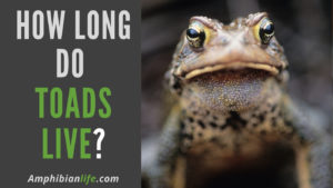 How Long Do Toads Live? (14 Species Included)