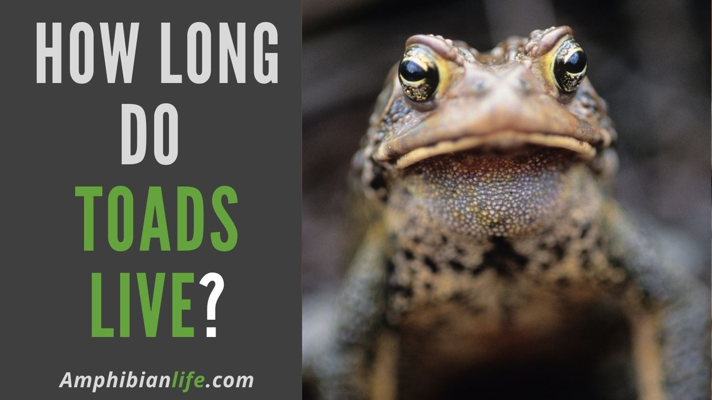 How Long Do Toads Live? (14 Species Included) - Amphibian Life