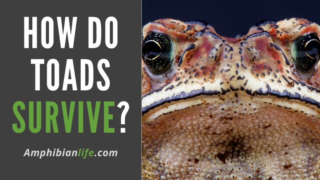 What Do Toads Need To Survive