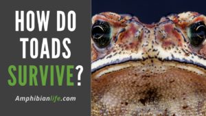 What Do Toads Need To Survive