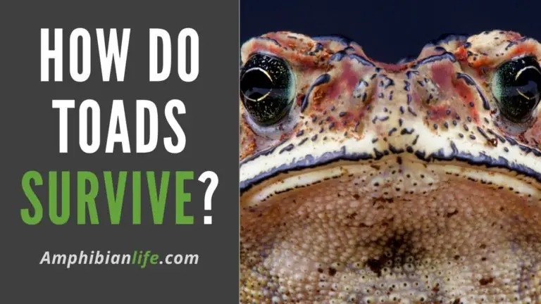 What Do Toads Need To Survive (And How Do They Do It)?