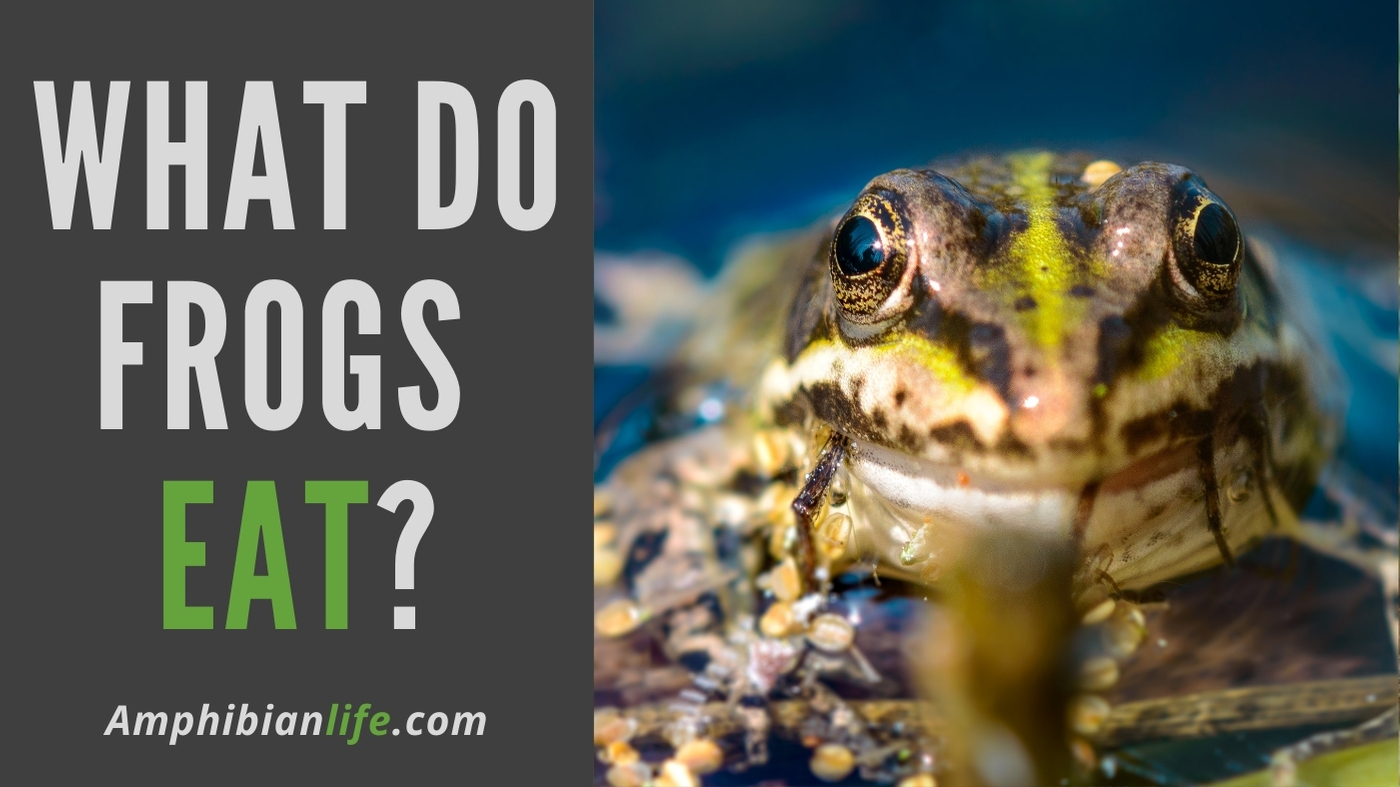Do Frogs Eat Fish (And What About Other Animals)? - Amphibian Life