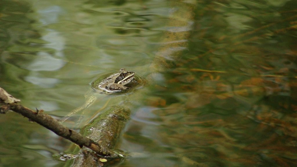 can frogs breathe underwater