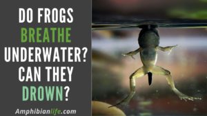 Can Frogs Breathe Underwater (And Can Frogs Drown)?