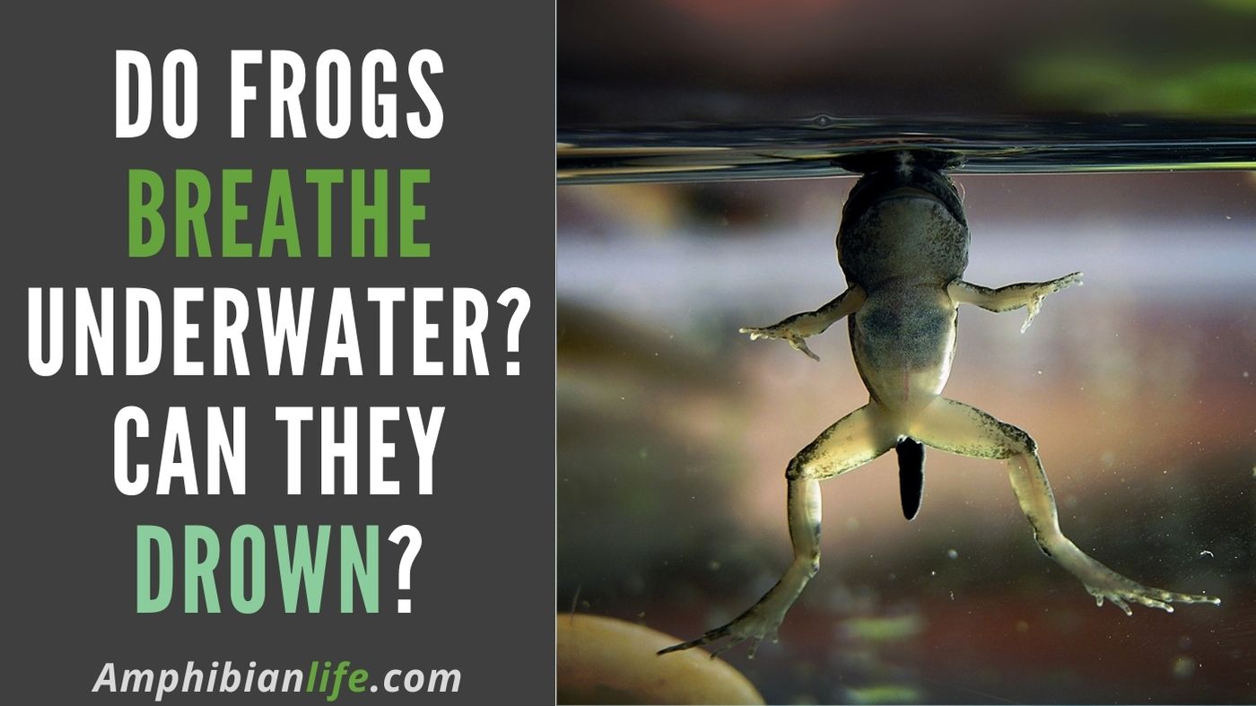 Can frogs breathe underwater?