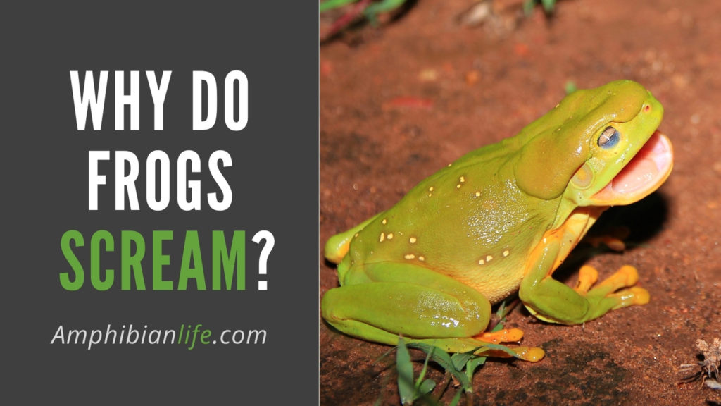 Why Do Frogs Scream? (Find The Answers Inside) Amphibian Life