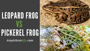 Leopard Frog vs Pickerel Frog (Do You Know The Differences?)
