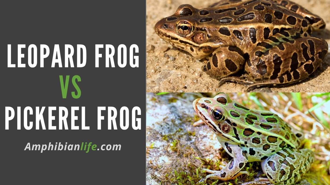 leopard frog and pickerel frog comparison