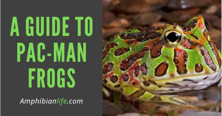 Pacman Frogs: The Ultimate Beginners and Expert Guide.