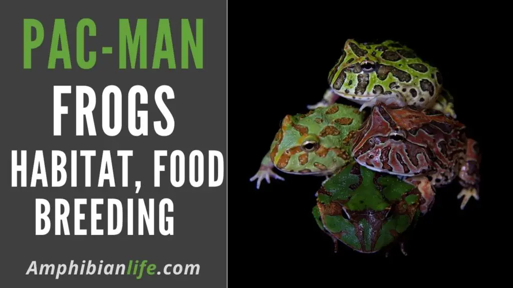 breeding cycles of pacman frogs