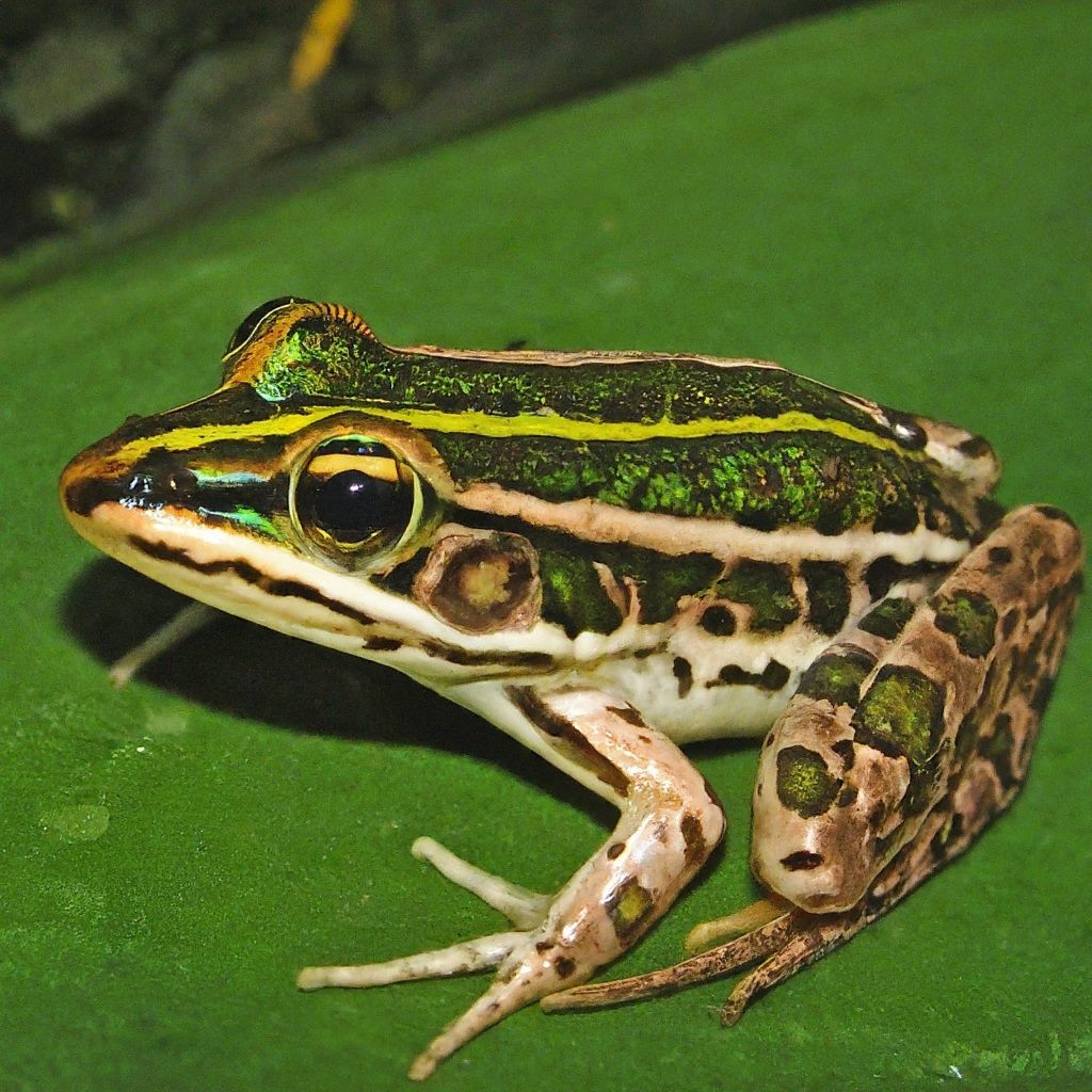 pickerel frog