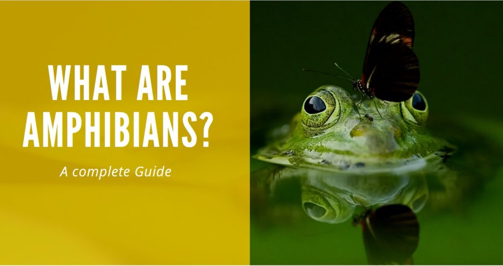 what are amphibians?