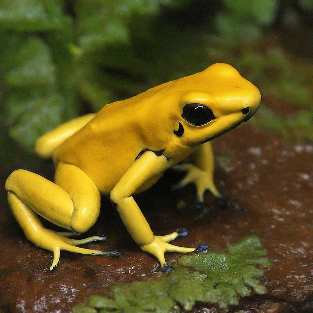 Golden Poison Frog