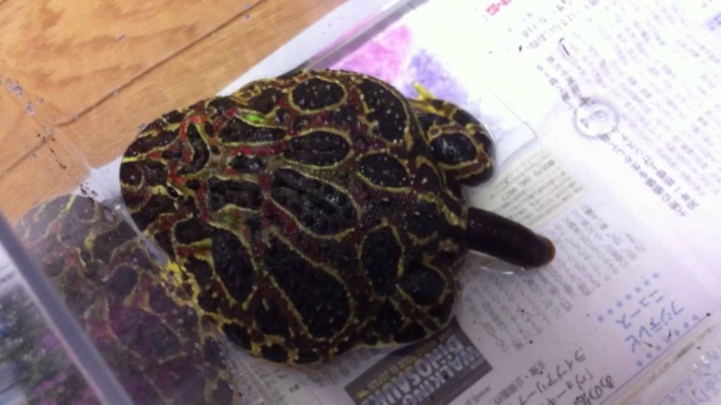 How ornate frog poop looks like?