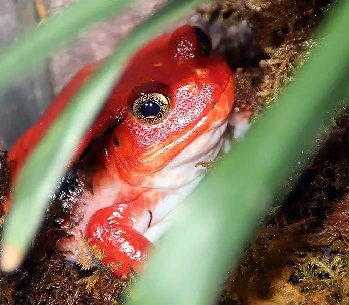 Tomato frog (Dyscophus guineti)