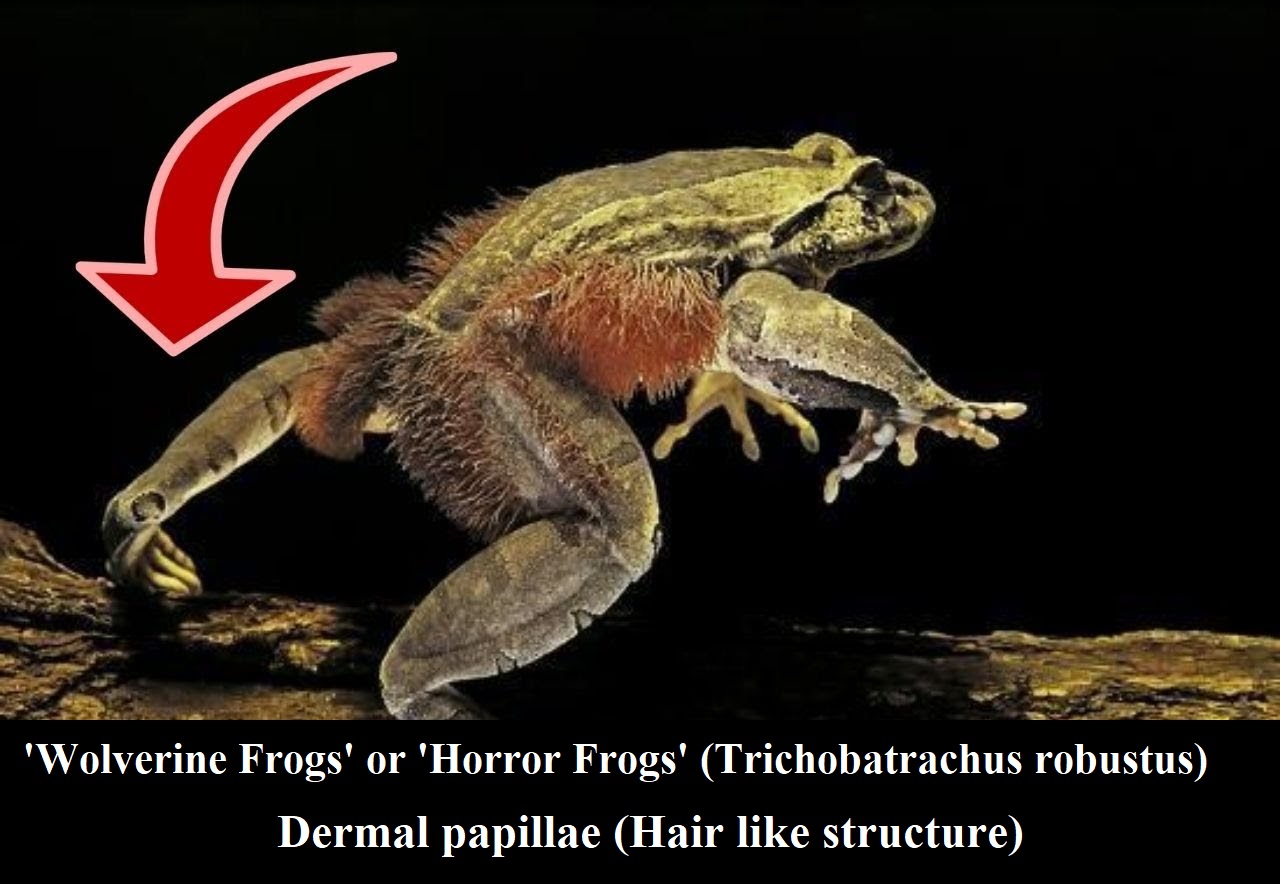 Do Frogs Have Hair? (And If Not, Why Not?) Amphibian Life