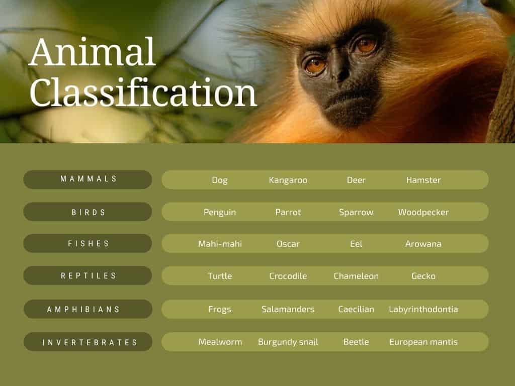 What Are Amphibians? (Definition And Examples) - Amphibian Life