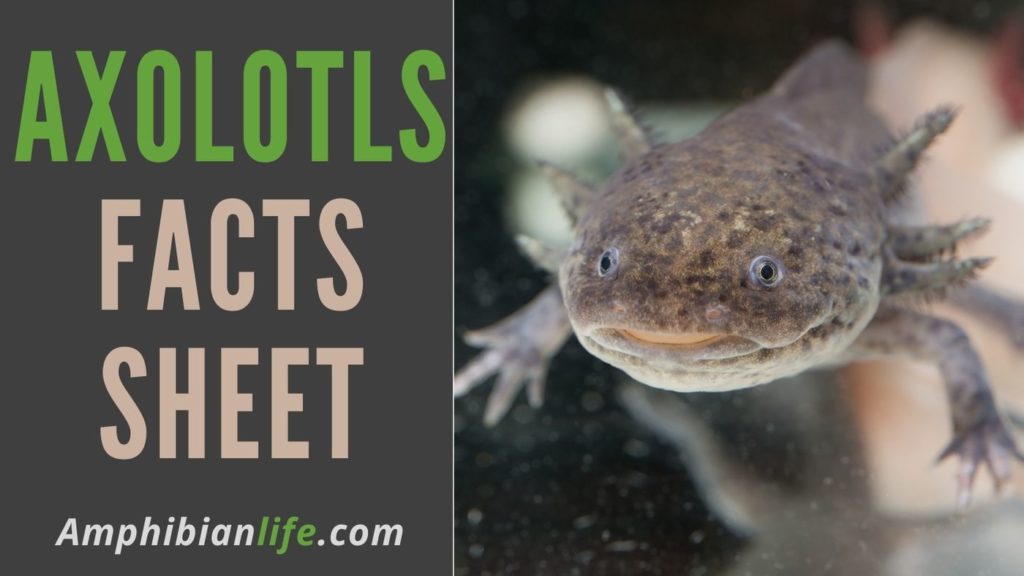 Axolotl Facts and Information