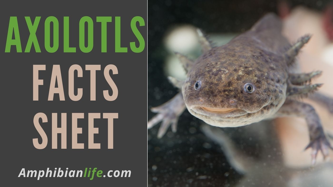 How Much do Axolotl Cost?+Tank and Accessories Amphibian Life