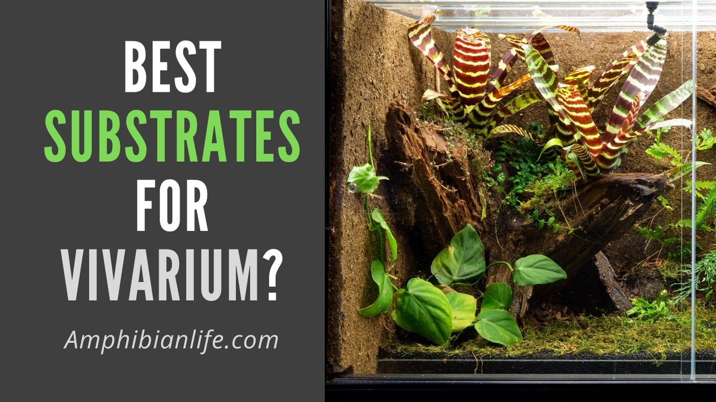 5 Best Vivarium Substrate Mixtures? Amphibian Life