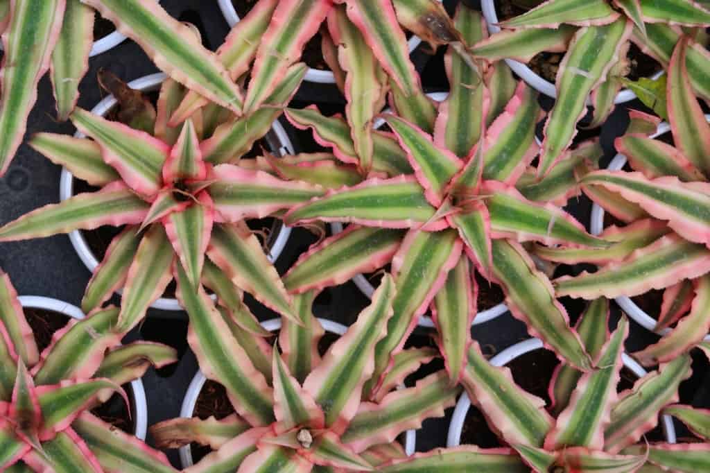Billbergia Vivarium Plants for beginners