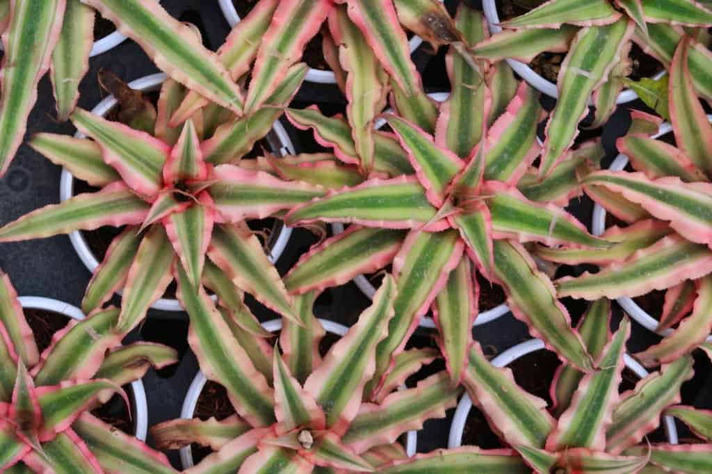 Billbergia Vivarium Plants for beginners