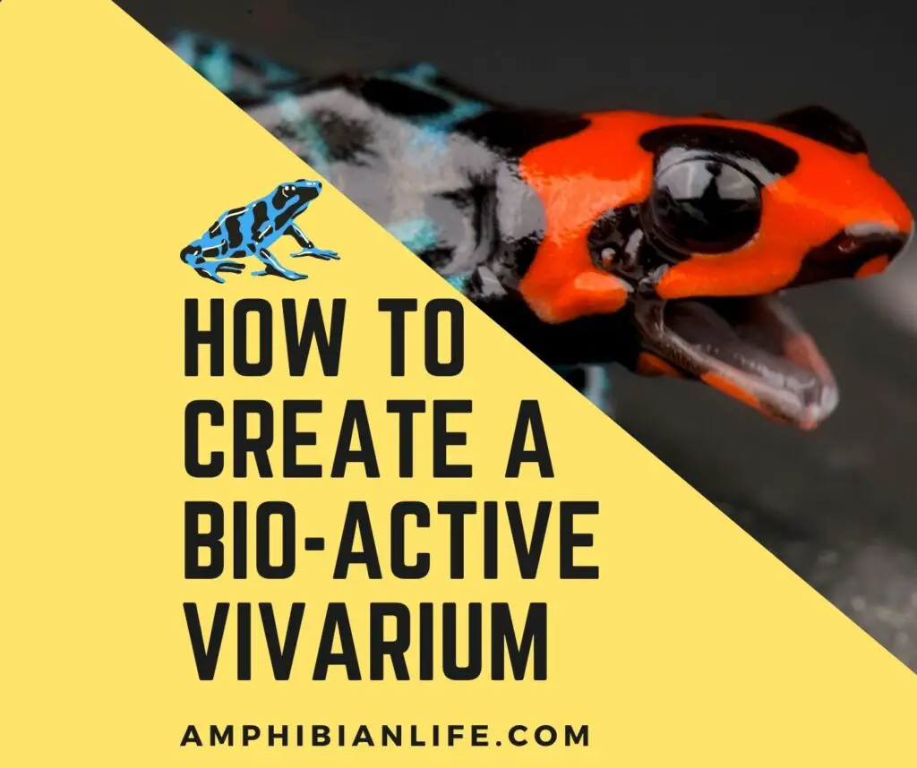 How to create a Bioactive Terrarium