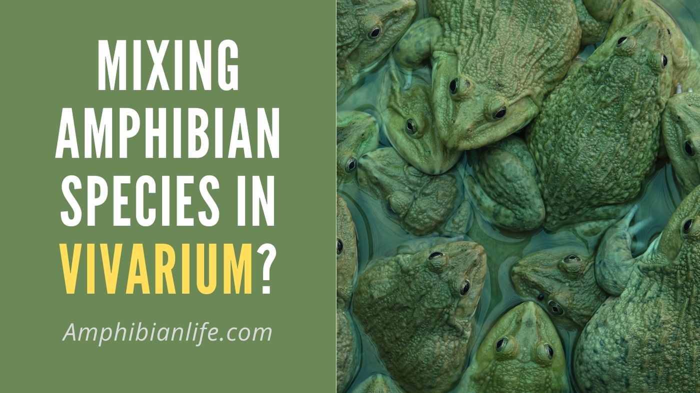 What Amphibians Can Coexist? Can Frogs Live Together? - Amphibian Life