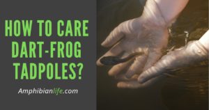 How do you Care for Dart Frog Tadpoles?