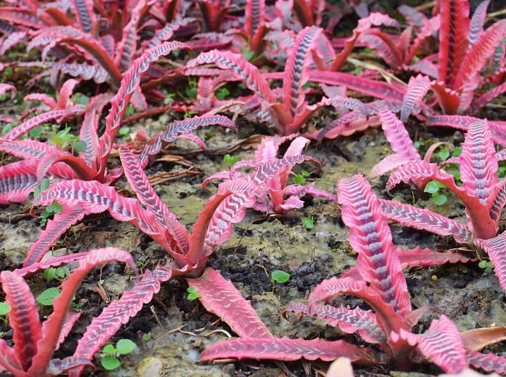 How To Take Care Of Cryptanthus
Epiphytes Vivarium plants