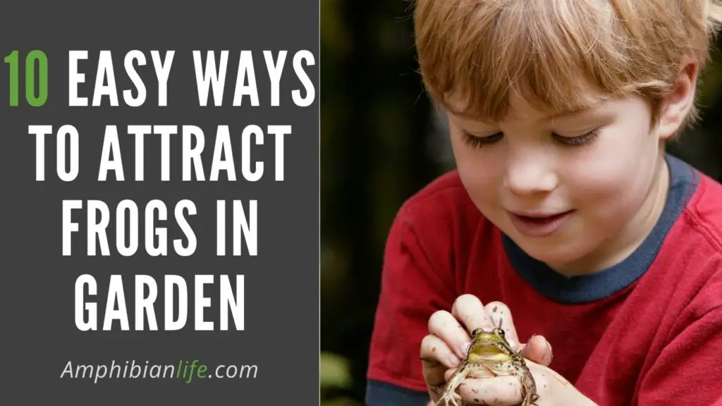 How to lure amphibians in your garden?