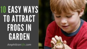 How to Attract Amphibians to Your Garden(10 Easy Ways)