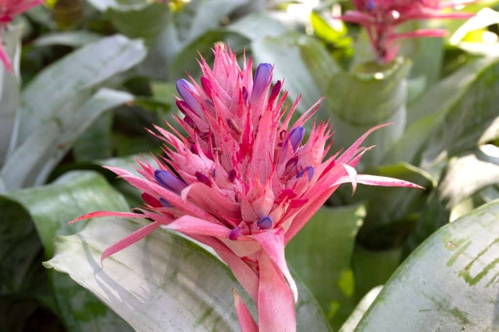 Aechmea Epiphytes Vivarium plants