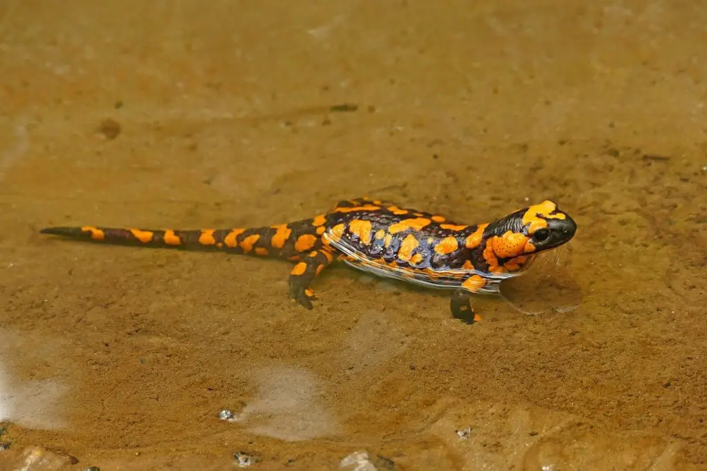 Do Fire Salamanders make good pets? 