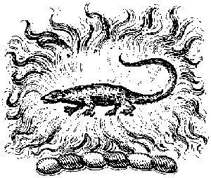 Fire Salamander", given to the species Salamandra salamandra. 