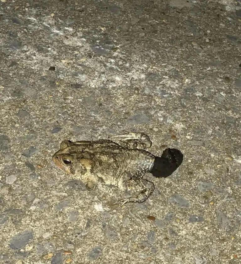 What Does Toad Poop Look Like?