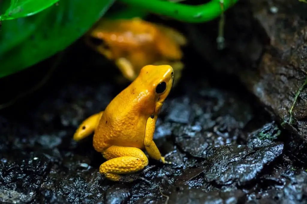 Poison dart frog most poisonous frog on earth