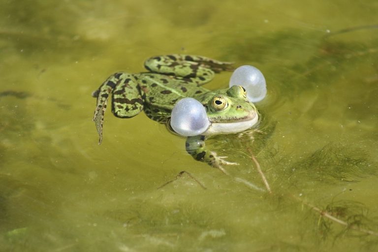 Why Do Frogs Croak? (And How Do Frogs Croak?) Amphibian Life