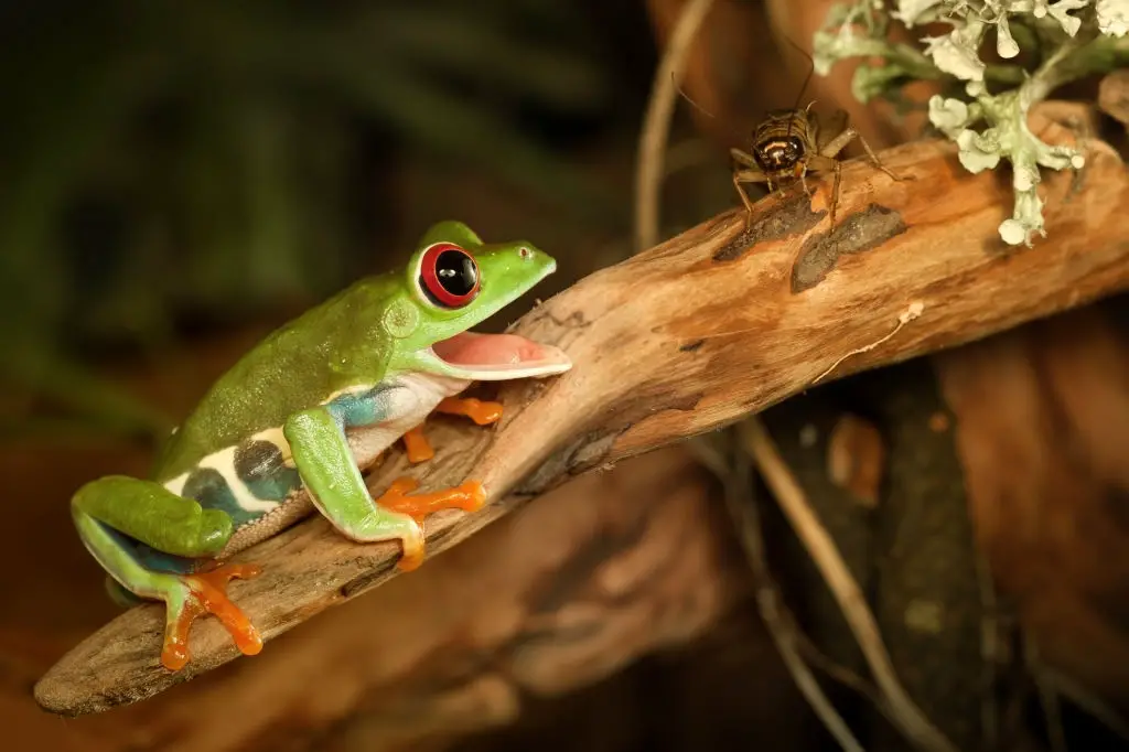 green tree frog trying to eat cricket