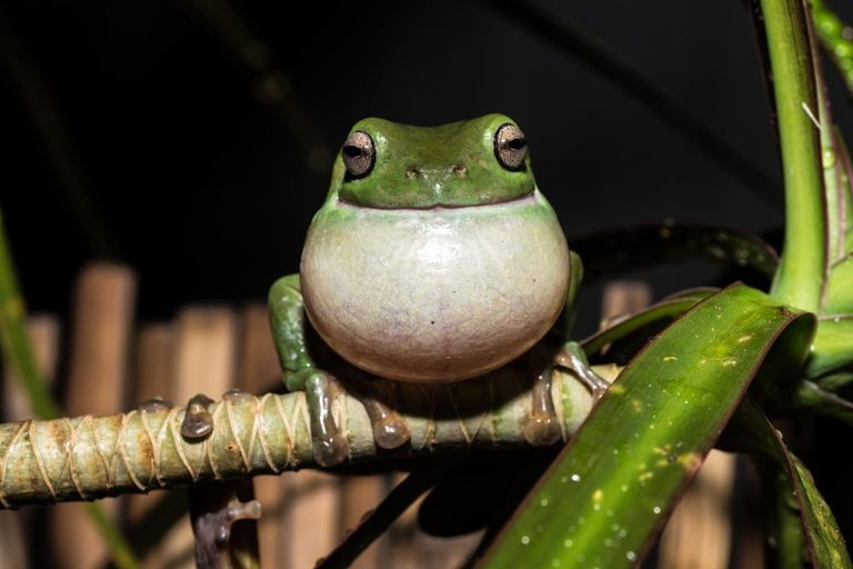 Why Do Frogs Croak? (And How Do Frogs Croak?) Amphibian Life