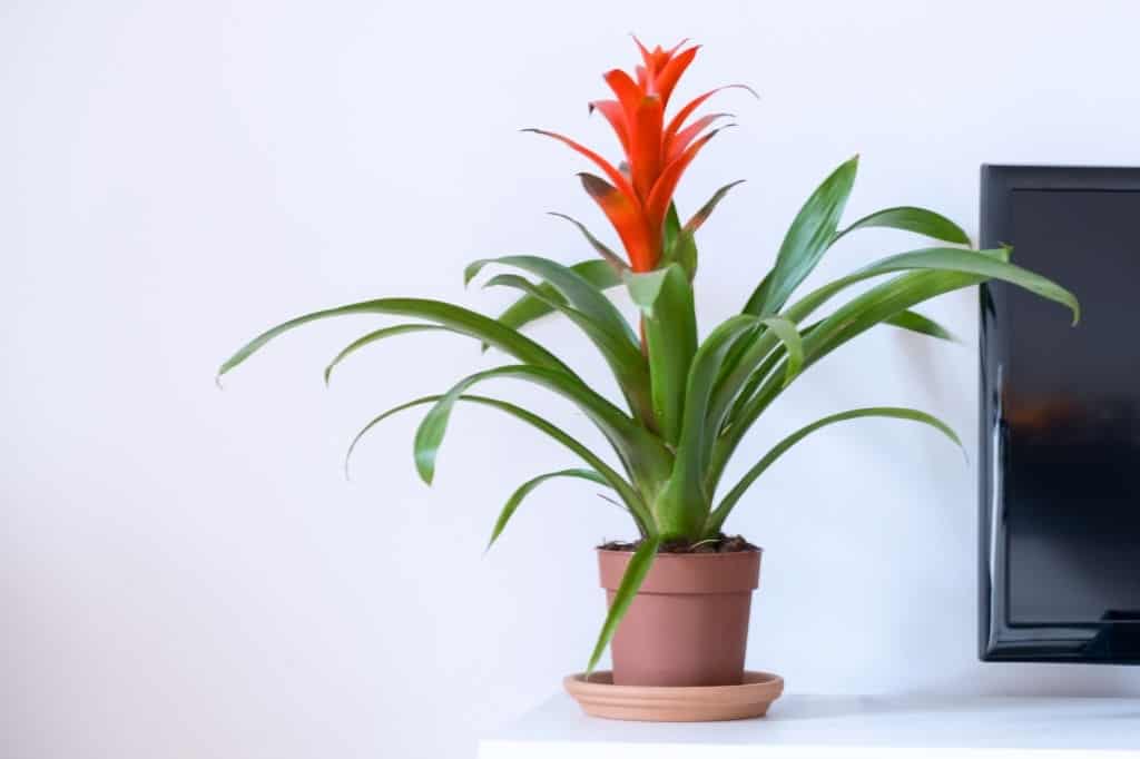 How To Take Care Of Guzmania
Epiphytes Vivarium plants